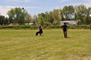 a la R.S.C.E. “Real Sociedad Canina de España”.