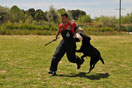 a la R.S.C.E. “Real Sociedad Canina de España”.