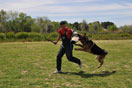 a la R.S.C.E. “Real Sociedad Canina de España”.