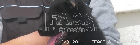 Los profesionales caninos. Introducción.