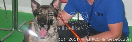 Los profesionales caninos. Denominaciones y definiciones.