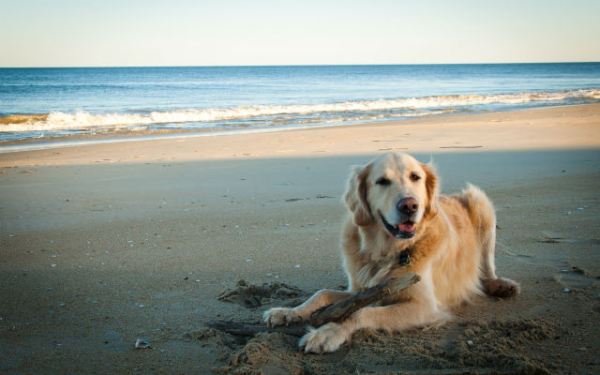 Todos los perros pueden ir a todas las playas.